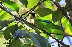 Blue-winged Leafbird